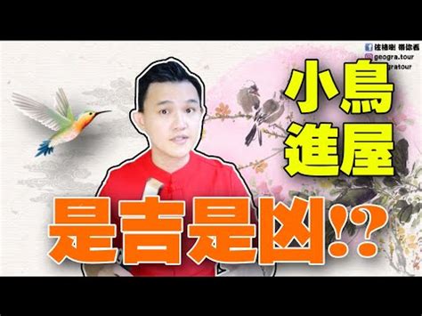 麻雀飛進家裡|【麻雀飛進家裏】麻雀報喜！麻雀飛進家裡就代表好事降臨？